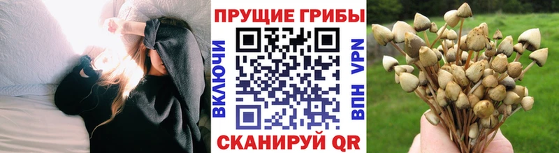 Псилоцибиновые грибы Psilocybe маркетплейс формула Мирный